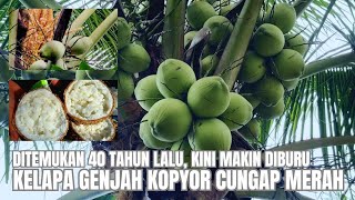 HABITAT ASLI KELAPA GENJAH KOPYOR CUNGAP MERAH @abdullahraup 