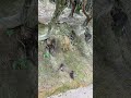ニホンザルの赤ちゃんたちが集まってきたぞ🐒 Snow monkey babies have gathered