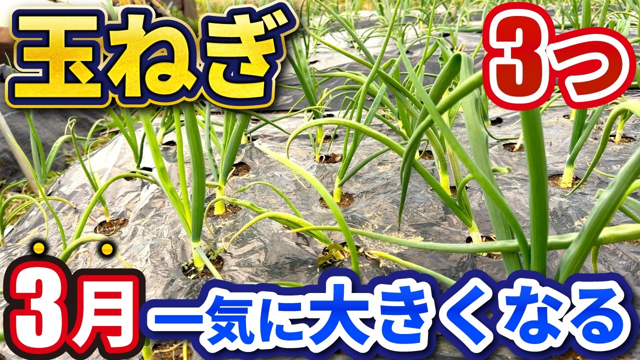 【春の玉ねぎ】3月〜4月にやるべき3つの作業！初心者が失敗する原因はここにある