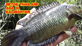 GAK MAIN-MAIN..!! TUMBUHAN AIR BERSERAKAN ULAH IKAN JUMBO BERKULIT HITAM, MANCING BETOK