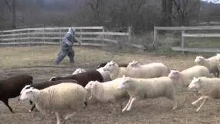 Werewolf Caught On Tape