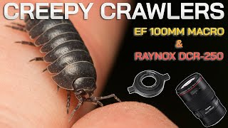 Don’t let these tiny critters freak you out! | Have fun with Macro screenshot 4