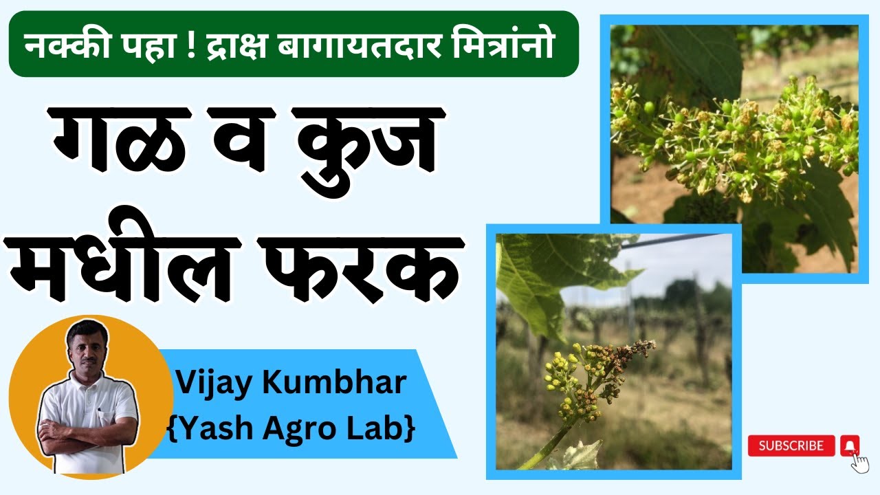 द्राक्ष गळ व कुज मधील फरक | Rotting of grapes, Reasons and Solutions | गळकूज कशी थांबवाल?