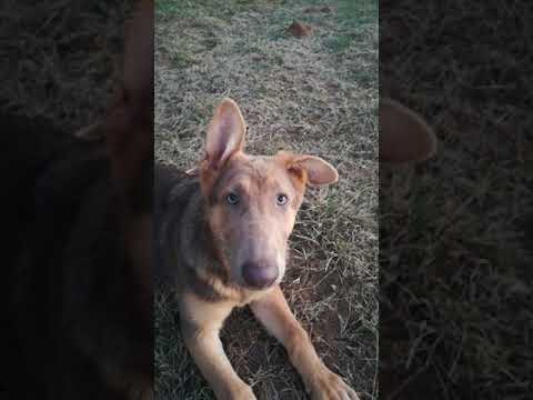 Isabella German shepherd - YouTube