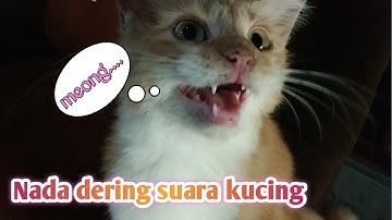 Nada dering suara kucing