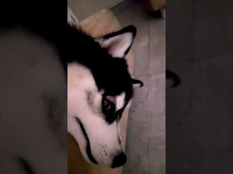 Как хаски защищают дом ? #capetown #humor #southafrica #funnyvideo #dog #doglover #husky #huskylover