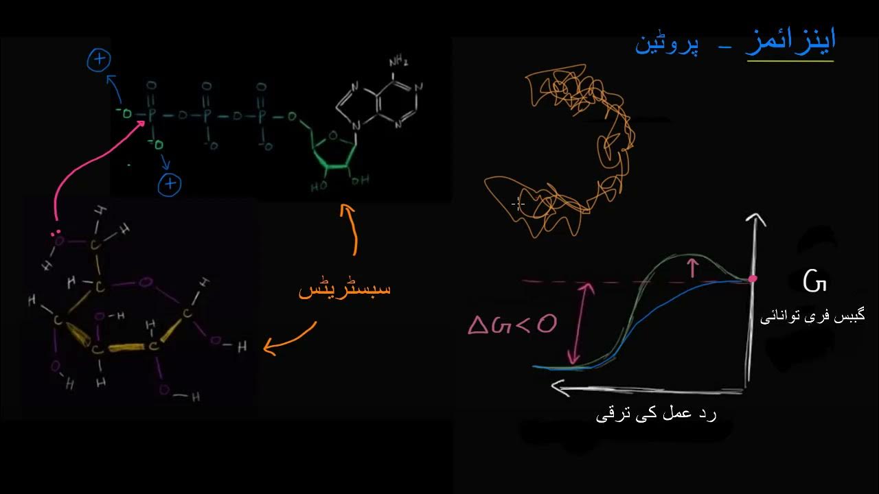 Enzymes Energy and enzymes Biology Khan Academy Urdu YouTube