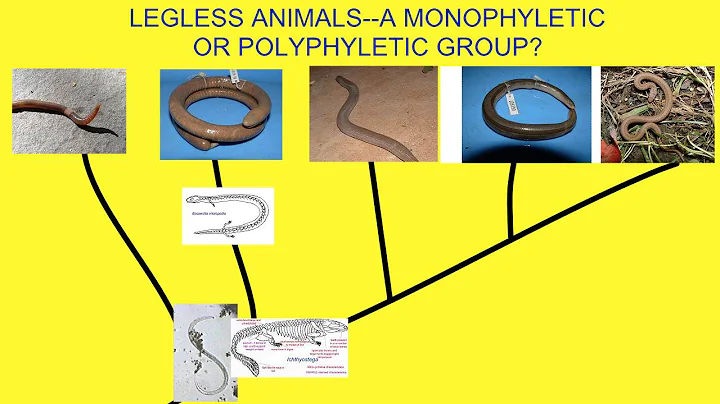 LEGLESS ANIMALS-- MONOPHYLETIC OR POLYPHYLETIC?