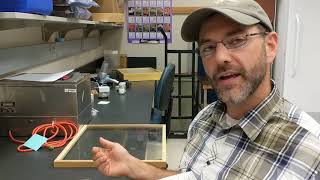 Sorting bee specimens into morphogroups - Oregon Bee Atlas