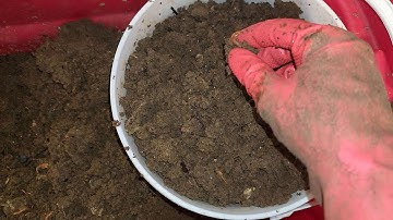 Mixed Worm Bin 4 Check-In & Castings Harvest 19 April 2025 #wormfarm #vermicompost