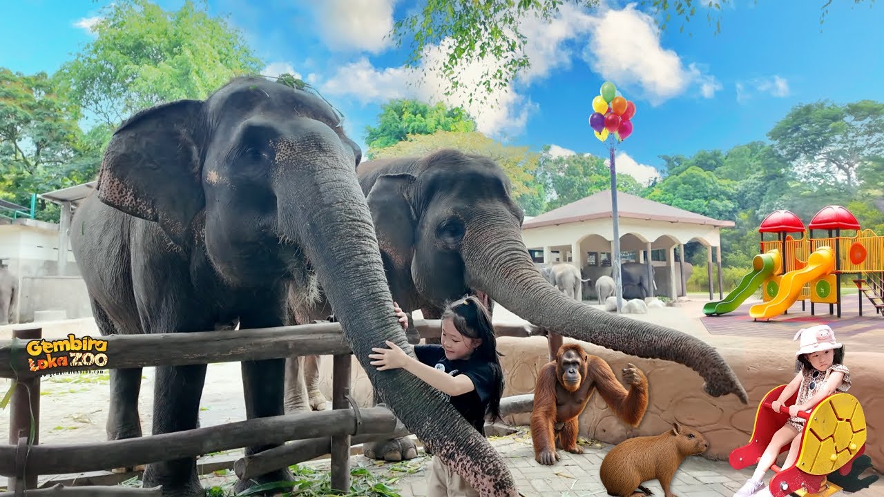 Kasih Makan Gajah, Orang Utan dan Main Playground di Kebun Binatang