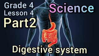 Concept 1-1Lesson 4 Digestive System Mouth , Esophagus & Stomach الجهاز الهضمي الجزء الأول
