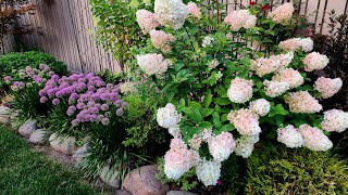 Early August Walkabout & Garden Tour - the beautiful and the crispy 🌺😜🌸