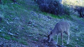 AZ coues whitetail bucks salt