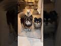 活動休止から1ヶ月半。現在の状況と今後について。 #チワワ #犬 #犬のいる生活 #活動休止