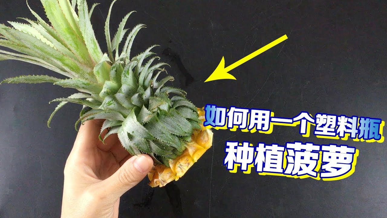 历时3个月记录 吃剩的菠萝头种植成盆栽 方法步骤教给你 简单 Youtube 历时3个月记录 吃剩的菠萝头种植成盆栽 方法步骤教给你 简单 Youtube