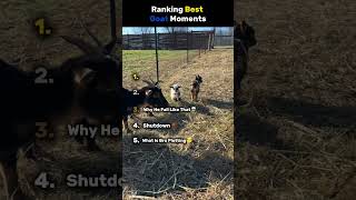 Ranking Funniest Goat Moments