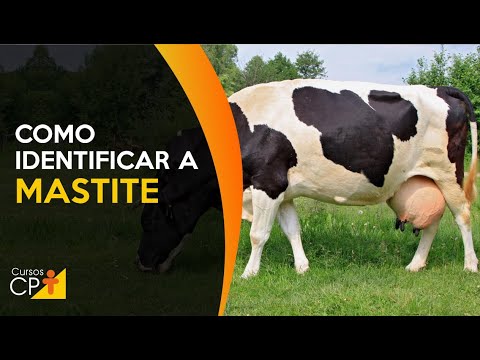 Vídeo: Mastite Catarral - Sintomas, Tratamento E Causas