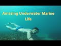 Capture de la vidéo #Fish #Documentary #Ocean Amazing Underwater Marine Life