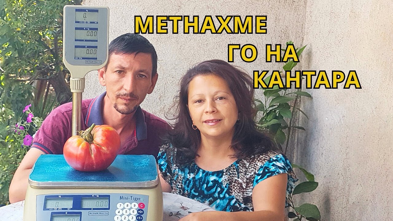 Колко тежи ГИГАНТСКИЯТ домат? Метнахме го на кантара! Лято на село 2025 Част 3
