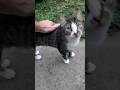 Sadie Tiptoes Outside Around The Boys Cat Short Sadie Tiptoes Outside Around The Boys Cat Short