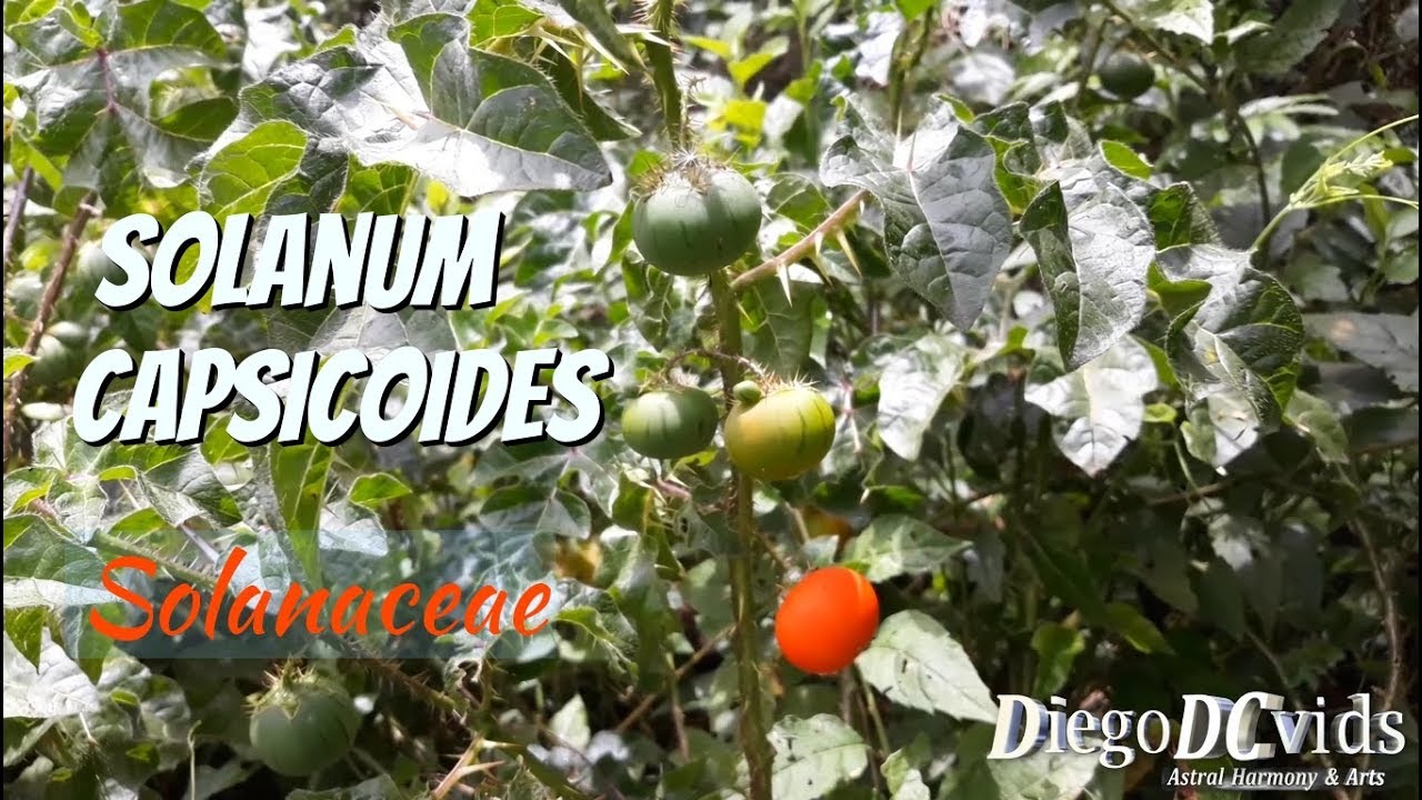 Solanum capsicoides - Joá - Mata cavalo - Melancia da praia (60fps