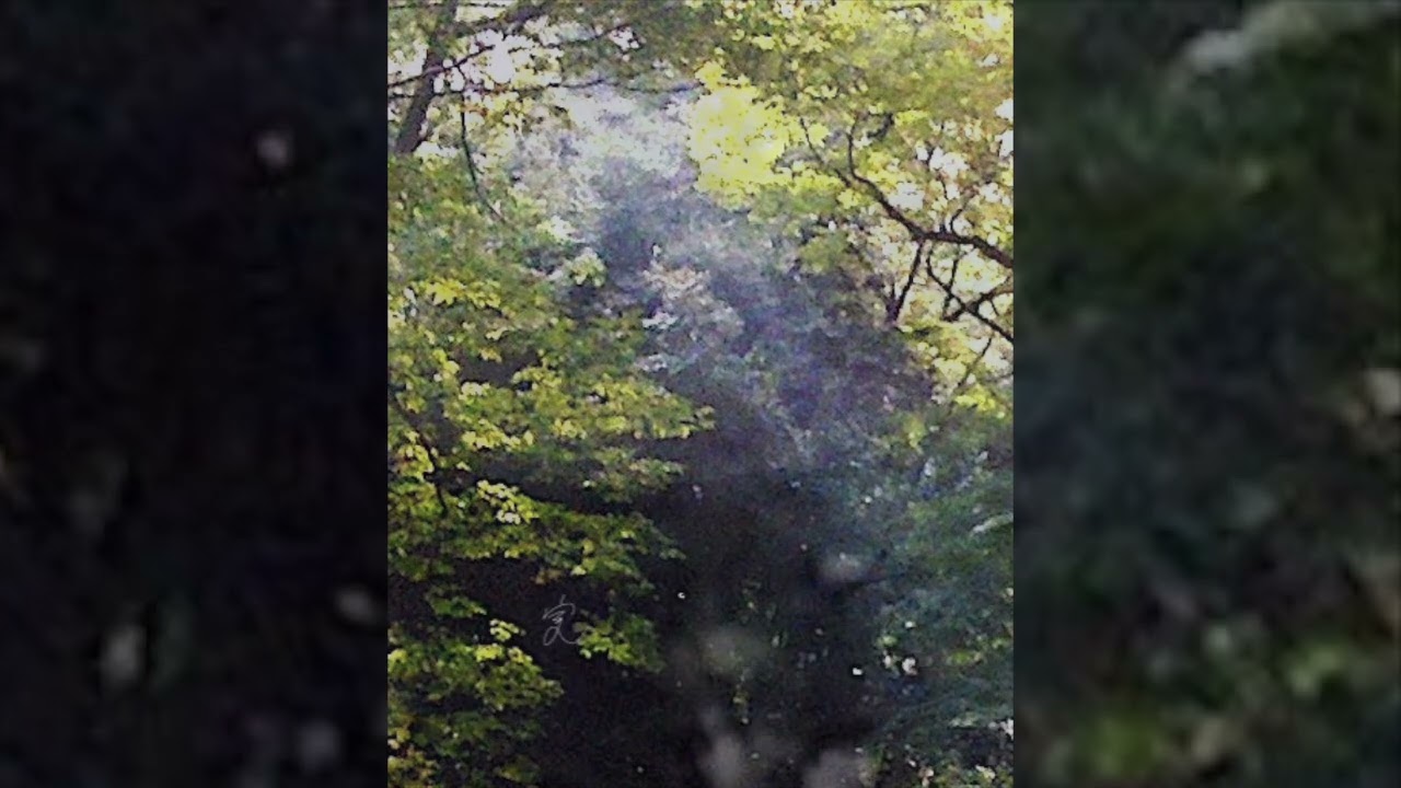 下鴨さんの御神木に捧ぐ SHRINE SACRED TREE IN SIMO-GAMO KYOTO
