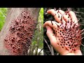 15 Most DANGEROUS Trees You Should Never Touch