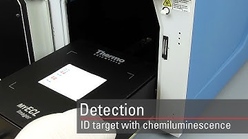 Detect your target proteins using chemiluminescent Western blot substrates