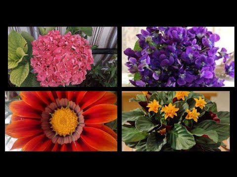 فيديو: وصف وردة ، أو حول مجموعة متنوعة من أنواع ملكة الزهور