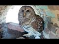Owl Cam LIVE: Day 5 stream