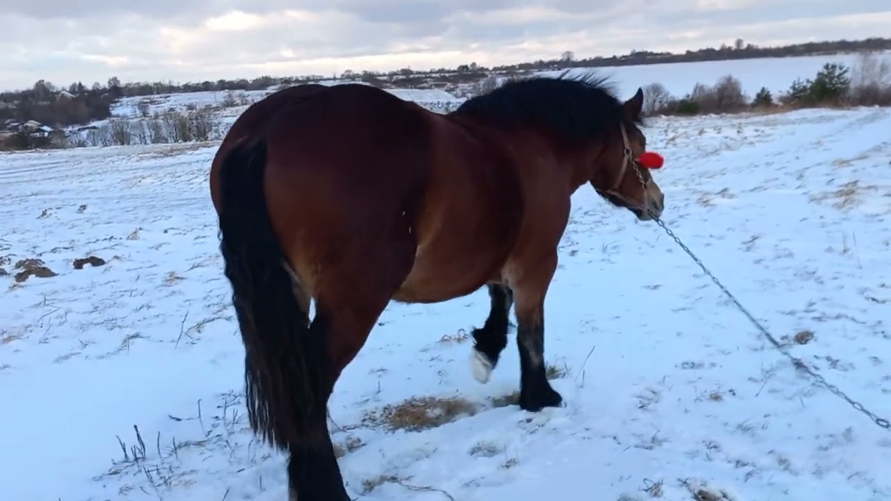 З Новим 2026 Роком Коня!