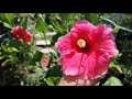 Cuidados del Hibisco - Hibiscus rosa-sinensis - Cayena - Rosa china - Obelisco - Tulipan - Pacifico