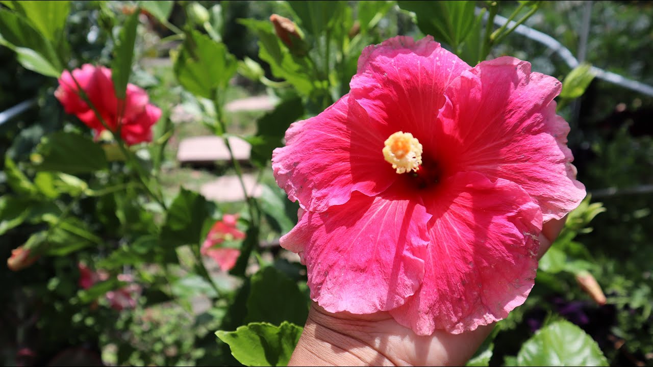 Cuidados del Hibisco - Hibiscus rosa-sinensis - Cayena - Rosa china -  Obelisco - Tulipan - Pacifico - YouTube