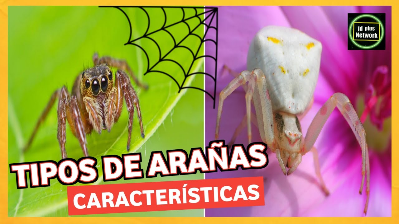 🕷️TIPOS DE ARAÑAS🕸️ Especies de arañas 🕷️Caracteristicas Datos ...