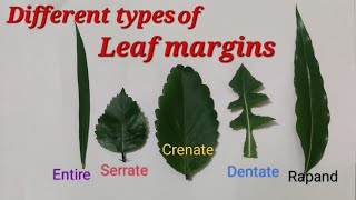 Different types of leaf margin for science, Leaf margin for EVS science