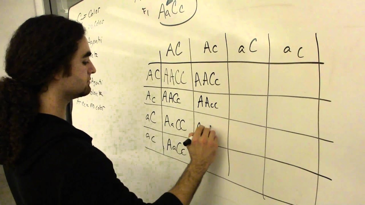 Recessive Epistasis Genetics Csumb Monterey California Genetics California Monterey