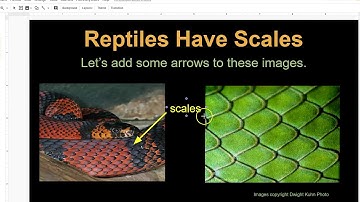 ADDING ARROWS IN GOOGLE SLIDES 8