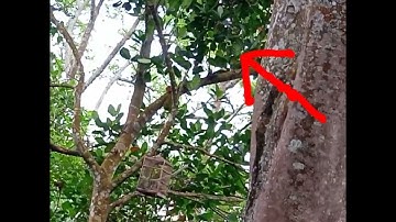 momen😲ketika mikat burung rambatan paru Merah. di hutan jolotundo  ternyata dapat wong ngaret.