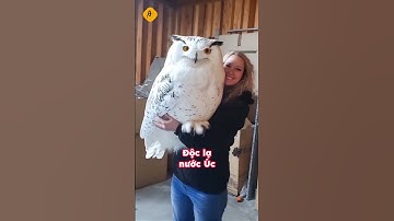 Độc lạ nước Úc - AVADA Education