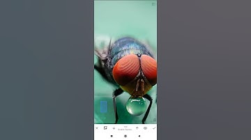 How to edit Macro photos in lightroom, snapseed/Visit the channel to watch the full video#shorts