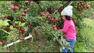 Sky Goes Apple Picking | Cider Hill Farm | Amesbury | Boston | Farm | Massachusetts | Fall 2023