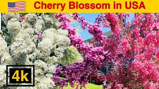 🇺🇸US Cherry Blossom Walk through at Albany, New York।4k HD 60fps।#cherryblossom #4kwalking