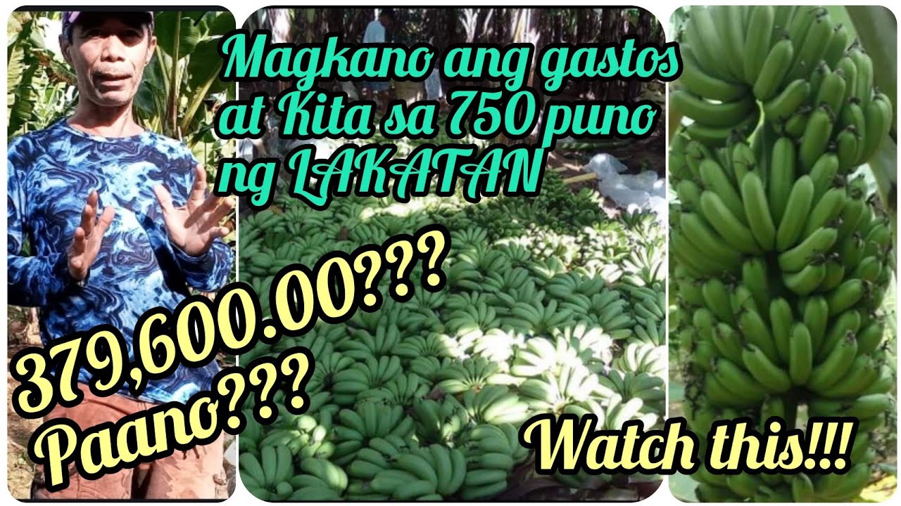 『Magkano ang Gastos at Kita sa 750 na Puno ng Lakatan』〘₱379,600. Paano??〙