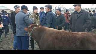 Jizzax viloyati Baxmal tumani Usmat mol qoʻy bozori 10-mart, 2024