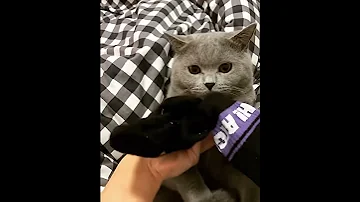 Кот теряет сознание,от запаха носка🤣🤣🤣