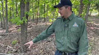 Habitat Hints: Timber Stand Improvement
