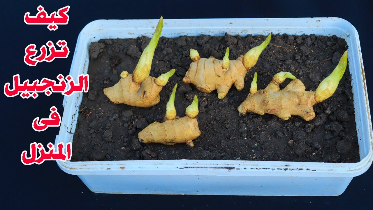 زراعة الزنجبيل فى المنزل من القطع المشتراة من السوق بطريقة عبقرية ومضمونة 100%