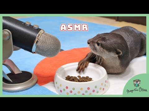 カワウソビンゴ食欲の秋【動物咀嚼音ASMR】Otter Bingo munching noise