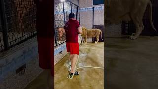 Tiger King Ha Cat Nhi|Mian Saqib|🎉😱💯#ytshorts #animals#liontigerpetlover #miyanbhai#trendingshorts